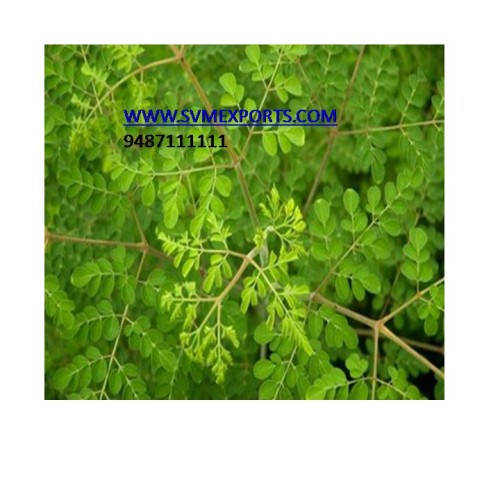 Fresh moringa leaf export